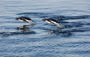 Adelie penguins swimming in the sea, Ross Island, Antarctica