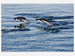 Adelie penguins swimming in the sea, Ross Island, Antarctica