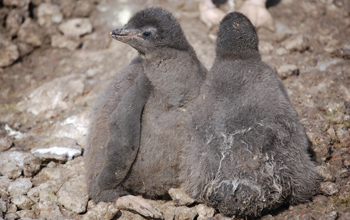 Adelie penguin chicks on Ross Island, Antarctica