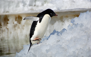 An Adelie penguin climbs out of the sea and onto the ice at Ross Island, Antarctica