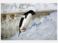 An Adelie penguin climbs out of the sea and onto the ice at Ross Island, Antarctica