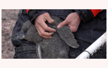 A researcher at Cape Royds wraps a band (metal ring) around the "arm" of an Adelie penguin