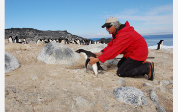 Releasing an Adelie penguin after banding it at Cape Royds