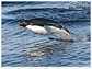 An Adelie penguin swims in the sea by Ross Island, Antarctica