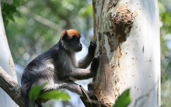 A Ugandan red colobus monkey (<em>Procolobus rufomitratus</em>)