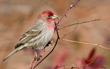 Healthy male house finch