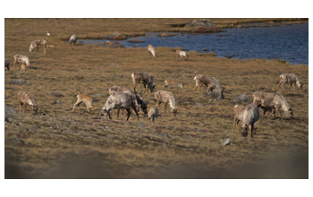 Caribou cows and calves in western Greenland