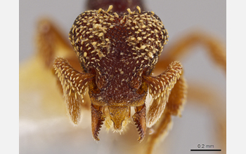 Costa Rican ant species Eurhopalothrix semicapillum