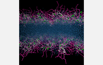 A cross section of densely packed, atmospherically relevant, organic molecules on a model