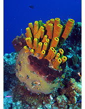 More than five different species of sponges cover a coral head on a reef in the Bahamas