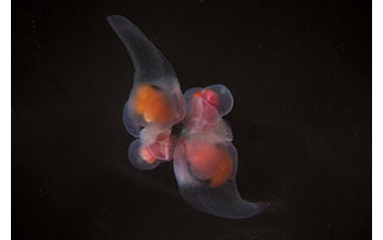 Two shell-less pteropods of the species <em>Clione limacina</em> mate in a glass dish