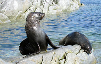 Two fur seals enjoy the sun while resting on rocks at Dream Island near Palmer Station