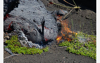 Brush ignites on the surface of the Tolbachik volcano