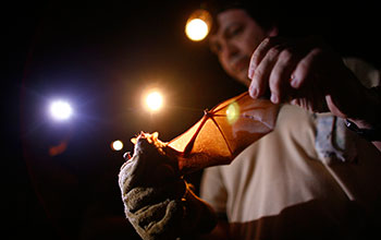 A citizen scientist identifies a species of captured bat