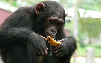 Ngambe, a Nigeria-Cameroon chimp rescued from illegal animal trafficking