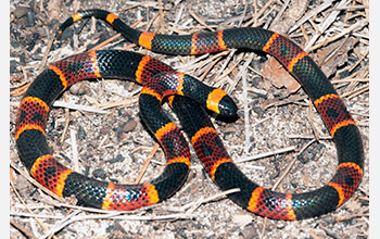 Adult eastern coral snake from the central panhandle of Florida
