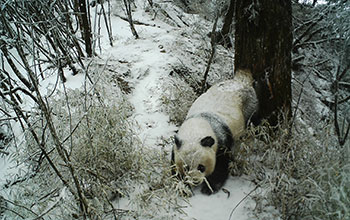 A panda rubs its scent on a tree at Wolong Nature Reserve in Sichuan Province