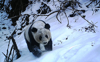 Panda in the mountains of the Wolong Nature Reserve