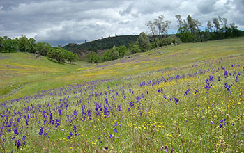 Serpentine grassland at a study site at the Donald and Sylvia McLaughlin Natural Reserve