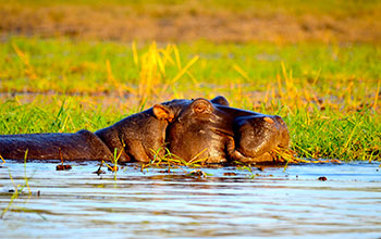 Hippos have higher levels of antibiotic resistance than non-water species