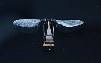 A Harvard RoboBee, a microrobot, smaller than a paperclip, that flies and hovers like an insect