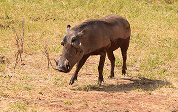 A warthog in Kenya's Samburu National Reserve