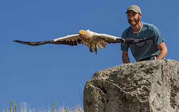 Biologist Evan R. Buechley releases an adult Egyptian vulture in Armenia after tagging it