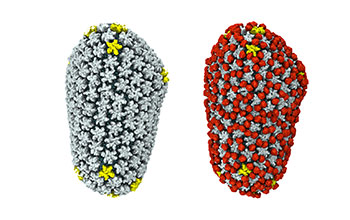 Naked HIV capsid and cyclophilin A