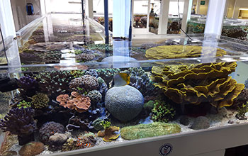 Corals at the Centre Scientifique de Monaco