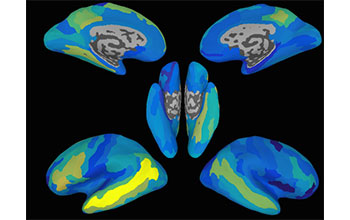 Brain maps showing how researchers predict neural activation patterns for new, unseen sentences in different regions of the brain