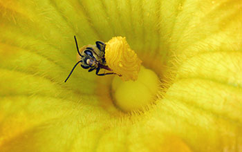 A male squash bee gathers nectar or pollen from pumpkin flowers