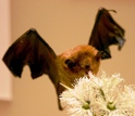 A Pallas long-tongued bat, Glossophaga soricina, eating from a flower