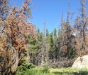 green, red and gray trees