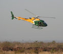 Buffalo being darted from a helicopter