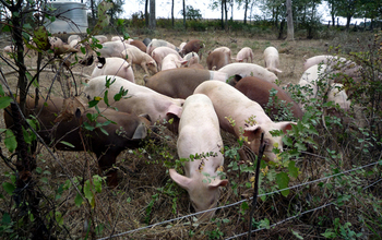 Pigs grazing on a field
