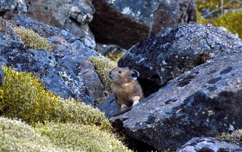 A pika sits among rocks and moss