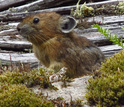 Pika next to a down tree