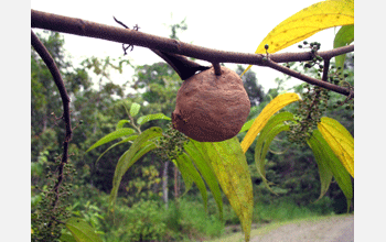 Nest of wasp species <em>Polybia emaciate</em>