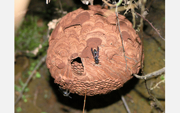 Nest of wasp species <em>Polybia raui</em>