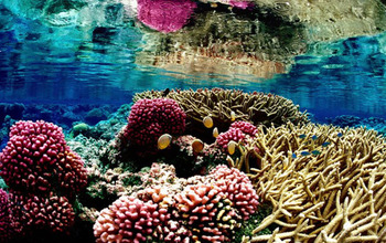 Coral reef at Palmyra Atoll in the central equatorial Pacific Ocean.