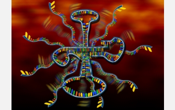 The genetic material RNA has a broad range of cellular functions.