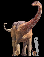 A comparison of an adult Rapetosaurus, a baby Rapetosaurus and a human.