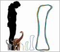 silhouette of a woman, Rapetosaurus at hatching and a neonate, with its femur at different ages