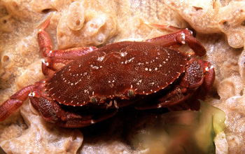 An Atlantic rock crab