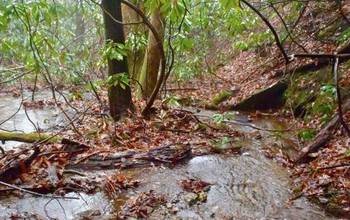 Leaves and wood in a stream