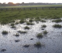 Ribbed mussels help maintain salt marsh grasses during a 2012 drought in Charleston, South Carolina.