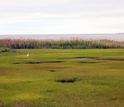 Salt marsh and an egret