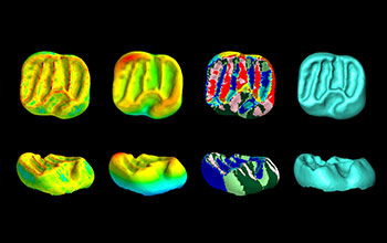 Dental CT scans of lower molar of a rodent fossil