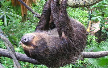 The diets of two-toed and three-toed arboreal sloths consist mostly of tree leaves.