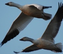 Two snow geese flying